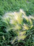 Hordeum jubatum