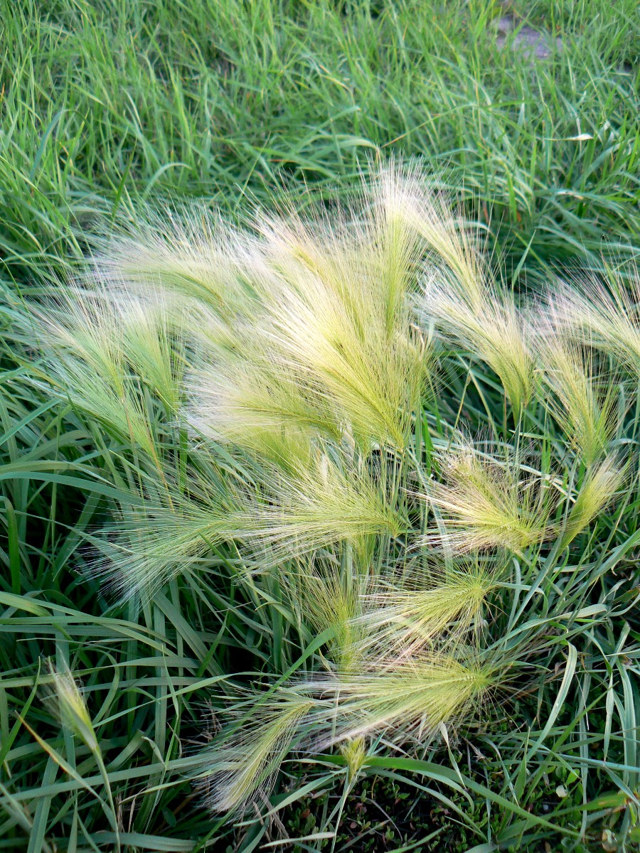 Image of Hordeum jubatum specimen.