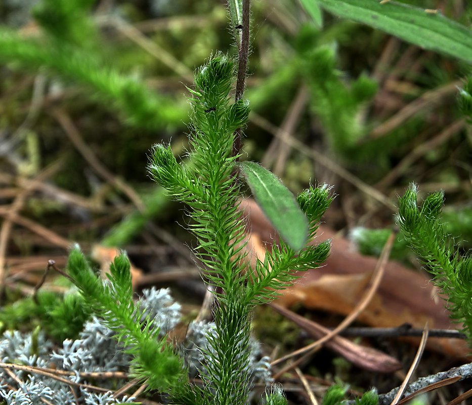 Image of Lycopodium clavatum specimen.