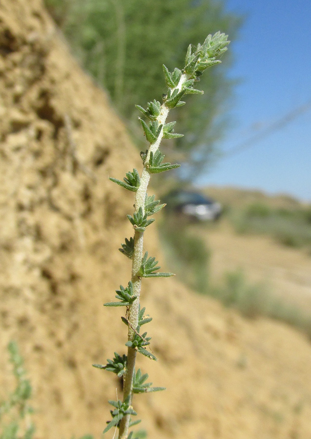 Image of Camphorosma monspeliaca specimen.