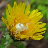 genus Taraxacum