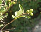 Ligustrum vulgare. Побег с незрелыми плодами. Украина, Днепропетровская обл., Апостоловский р-н, Токовский сельский совет, скалы возле Токовских водопадов. 04.08.2018.