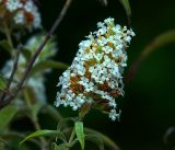 Buddleja davidii. Соцветие. Московская обл., Раменский р-н, окр. дер. Хрипань, садовый участок. 20.08.2018.