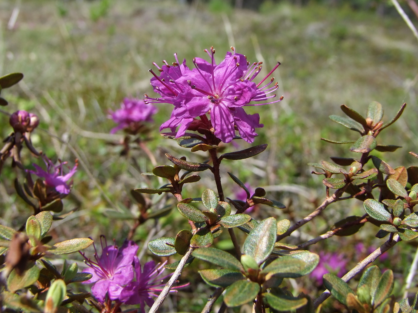 Image of Rhododendron parvifolium specimen.