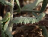 Anchusa hybrida