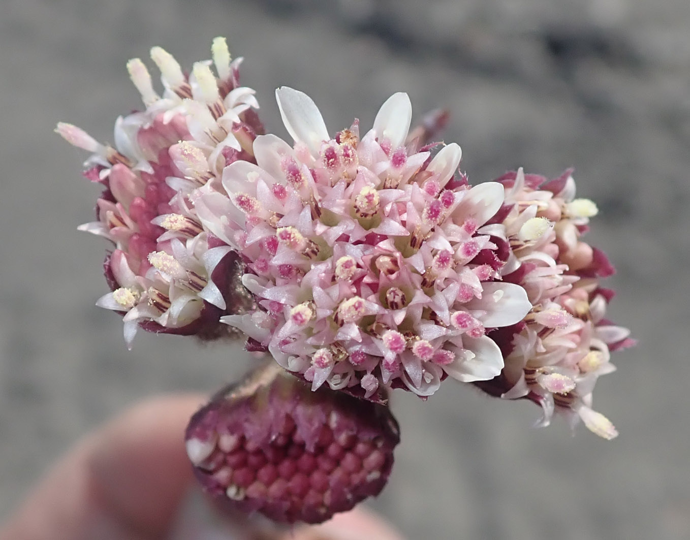 Image of Petasites frigidus specimen.