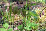 Lathyrus humilis