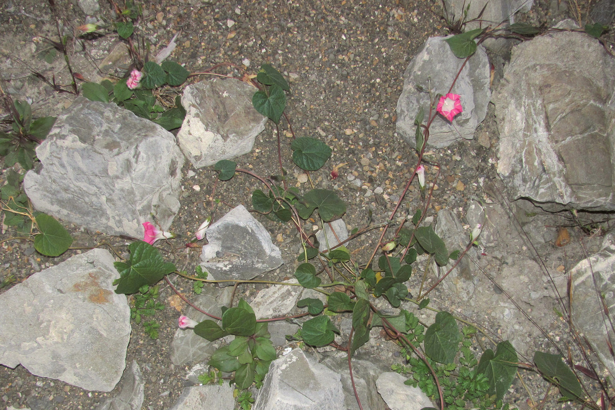 Image of Ipomoea purpurea specimen.