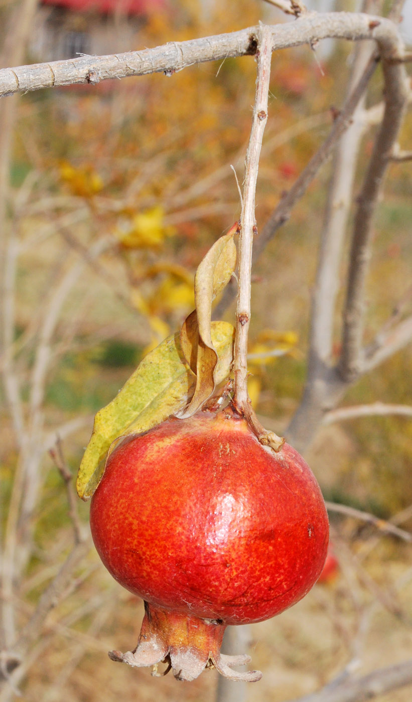 Image of Punica granatum specimen.