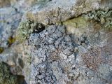 genus Lecanora