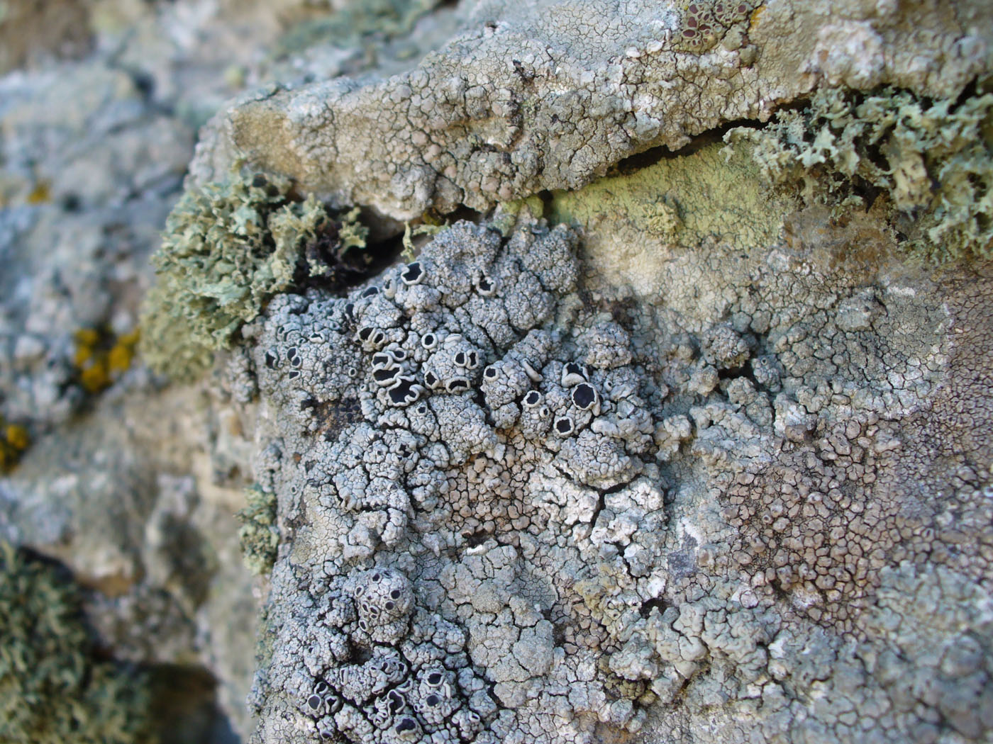 Image of genus Lecanora specimen.