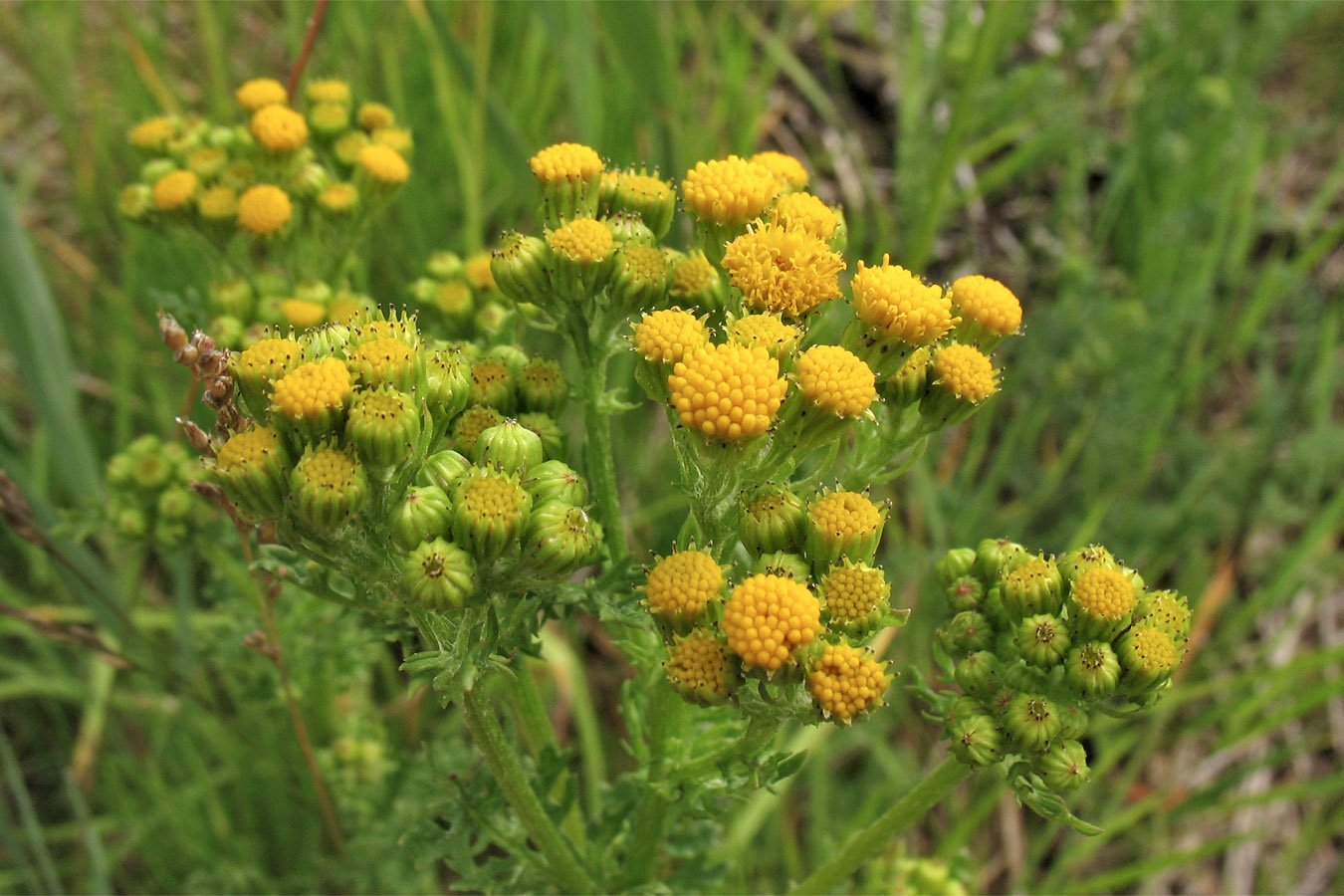 Изображение особи Senecio jacobaea ssp. dunensis.