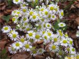 Erigeron annuus. Общее соцветие. Украина, Ивано-Франковская обл., Поляницкий региональный ландшафтный парк, поляна в буковом лесу. 03.11.2018.