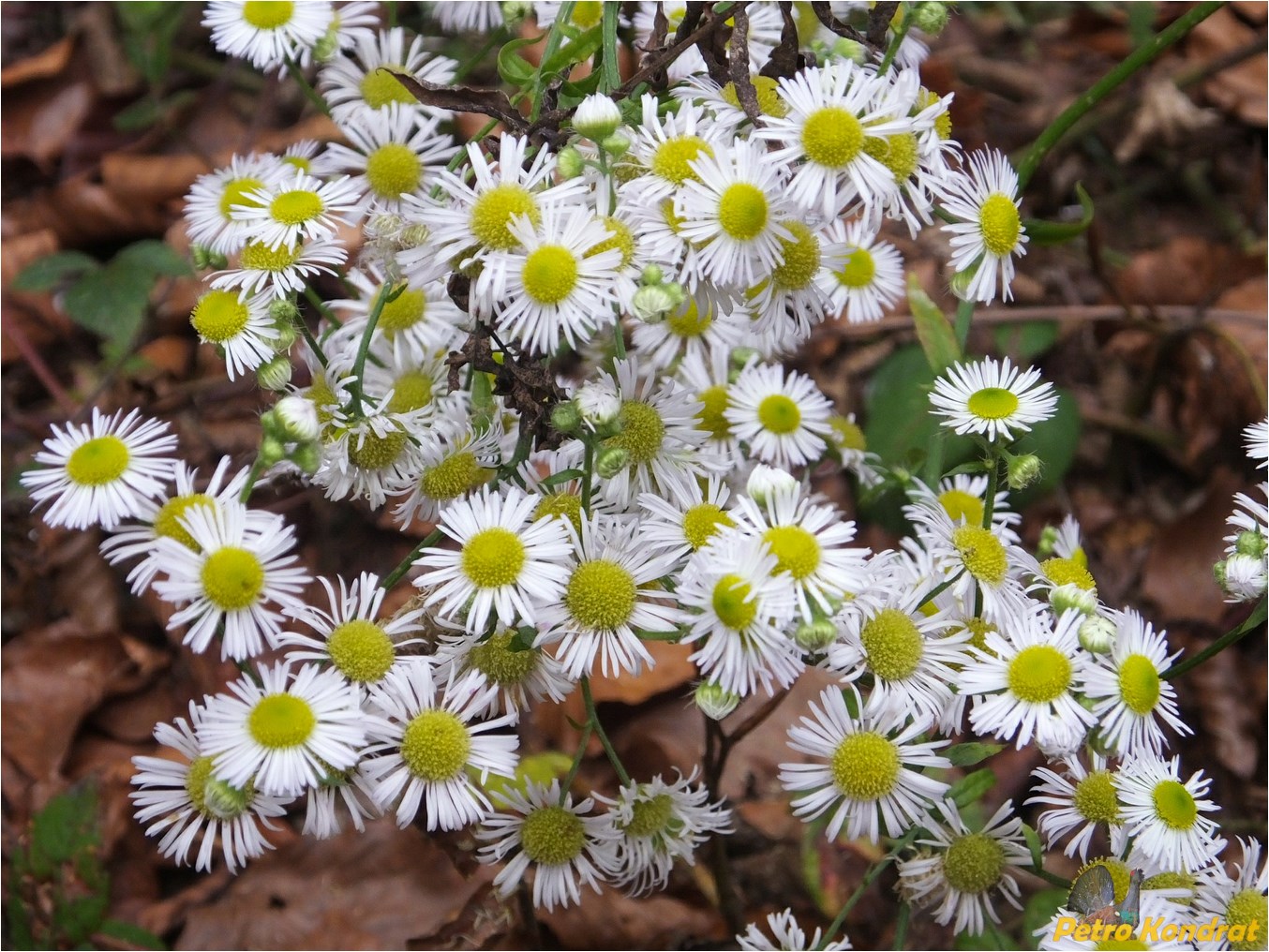 Изображение особи Erigeron annuus.