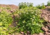 Ligusticum scoticum. Цветущие и плодоносяшие растения. Кольский п-ов, Терский берег Белого моря, щебенистый склон из красного песчаника. 23.07.2018.