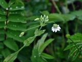 Cerastium davuricum. Верхушка побега с цветком и бутонами. Алтай, Катунский хребет, долина р. Куйгук, ≈ 2000 м н.у.м., влажный луг на берегу реки. 04.07.2018.