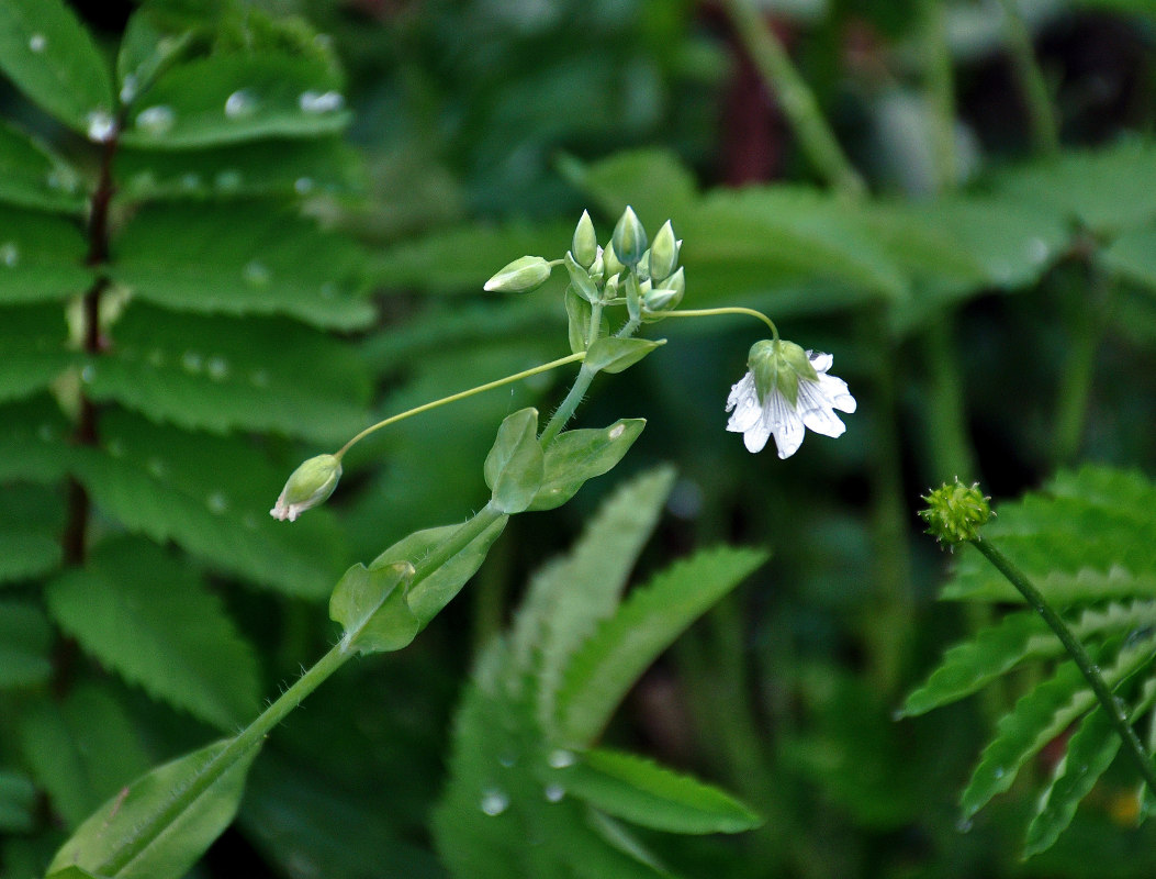 Изображение особи Cerastium davuricum.