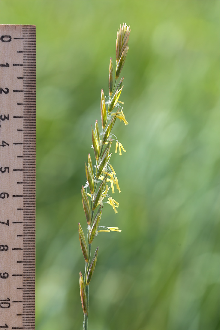 Image of Elytrigia repens specimen.