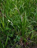 Carex rhynchophysa