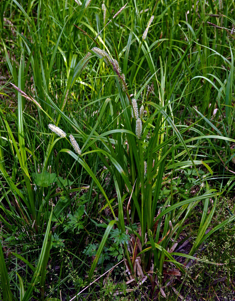 Image of Carex rhynchophysa specimen.