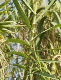 Arundo donax