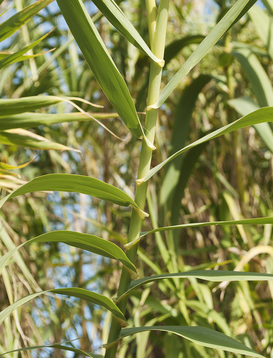 Изображение особи Arundo donax.