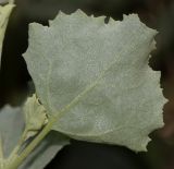 Atriplex nummularia