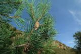 Pinus sylvestris подвид hamata. Ветви с шишками. Ставропольский край, окр. г. Кисловодск, Берёзовское ущелье, долина реки. 15.09.2018.