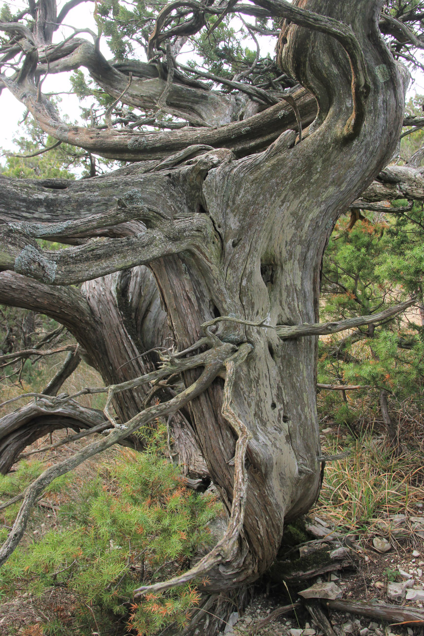 Image of Juniperus foetidissima specimen.