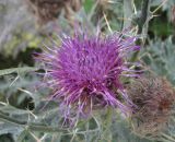 Cirsium cephalotes. Соцветие. Кабардино-Балкария, Эльбрусский р-н, долина р. Адылсу, ок. 2700 м н.у.м., у тропы. 23.08.2017.