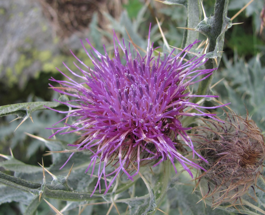 Изображение особи Cirsium cephalotes.