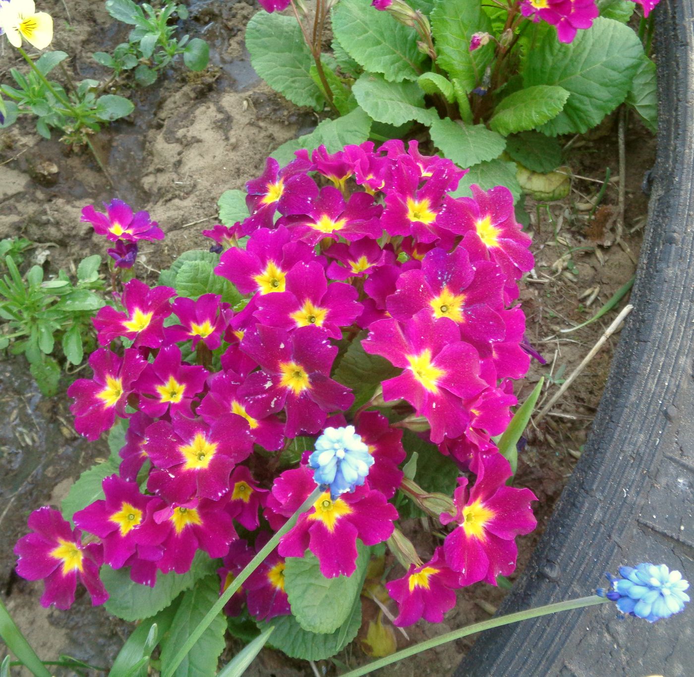 Изображение особи Primula × polyantha.
