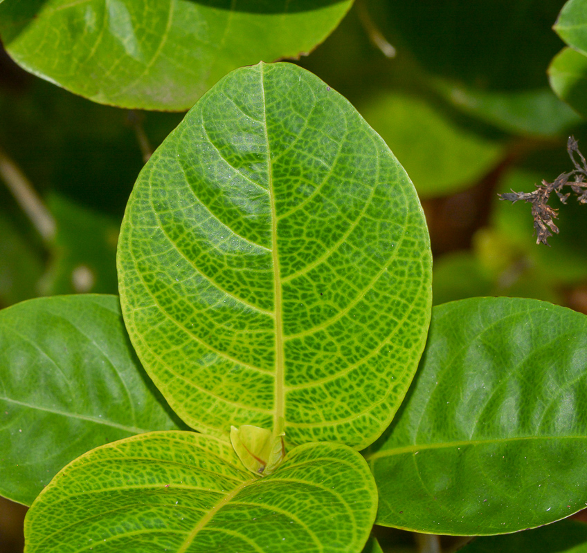 Image of Pseuderanthemum carruthersii specimen.