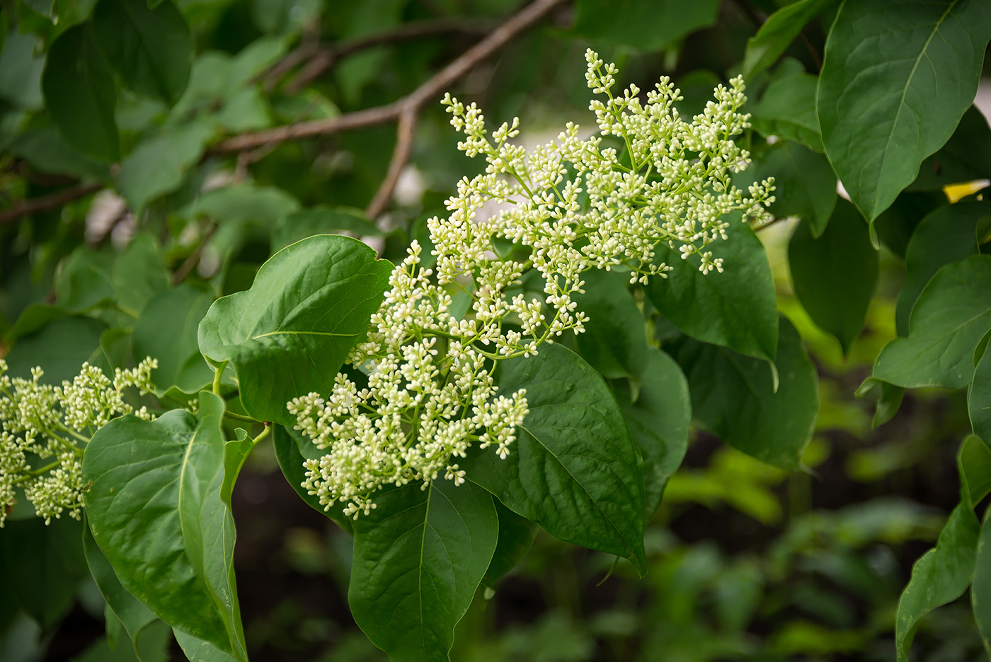 Image of Syringa amurensis specimen.