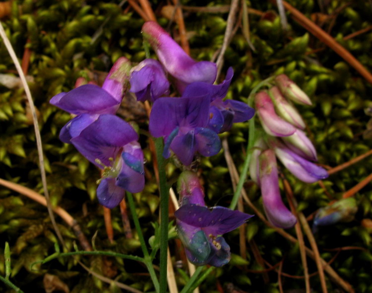 Изображение особи Vicia nervata.