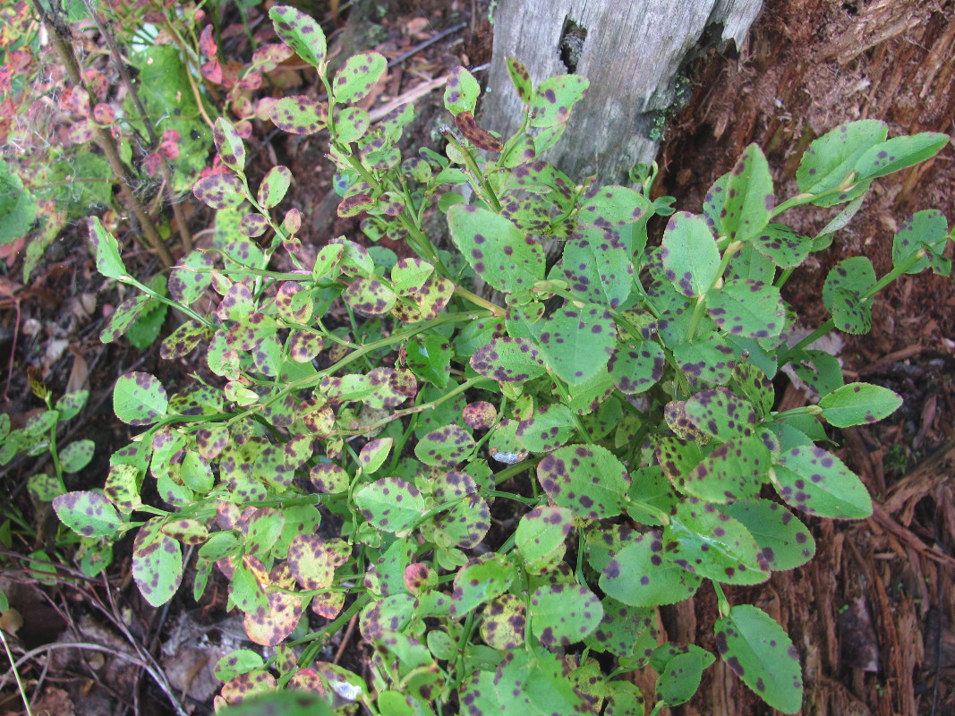 Image of Vaccinium myrtillus specimen.