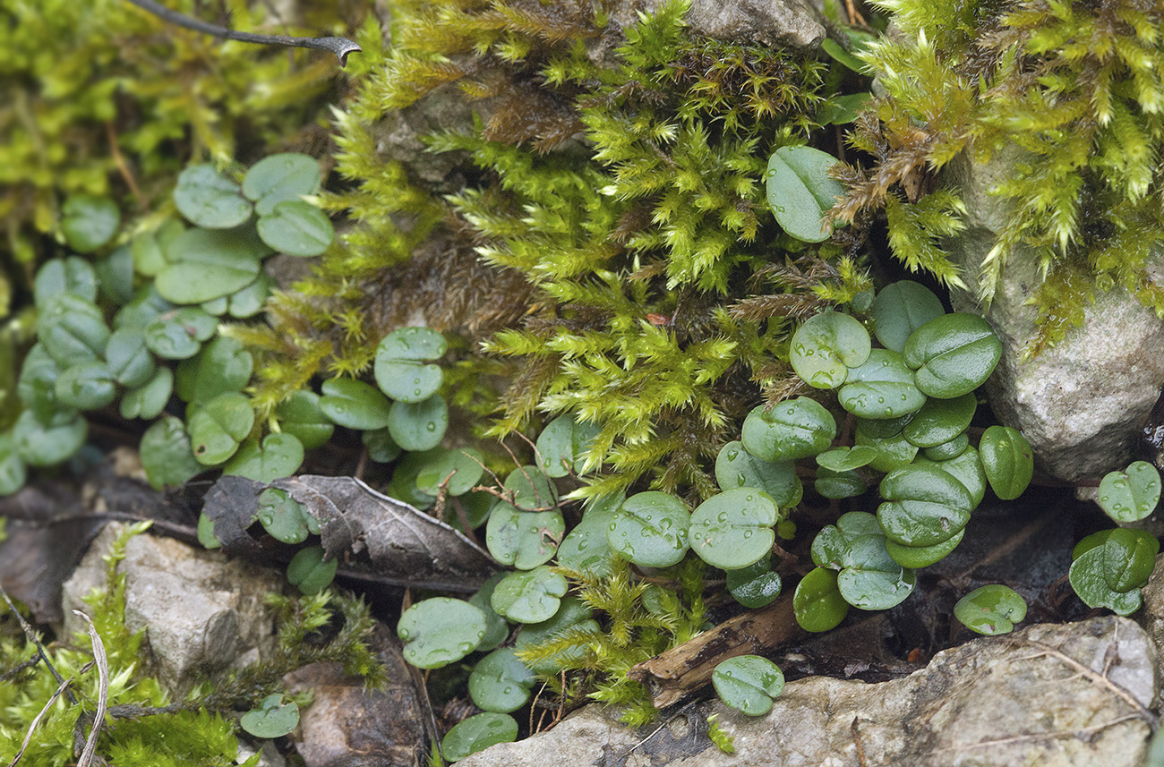 Image of Cyclamen coum specimen.