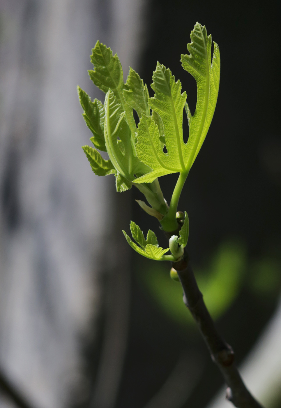 Изображение особи Ficus carica.