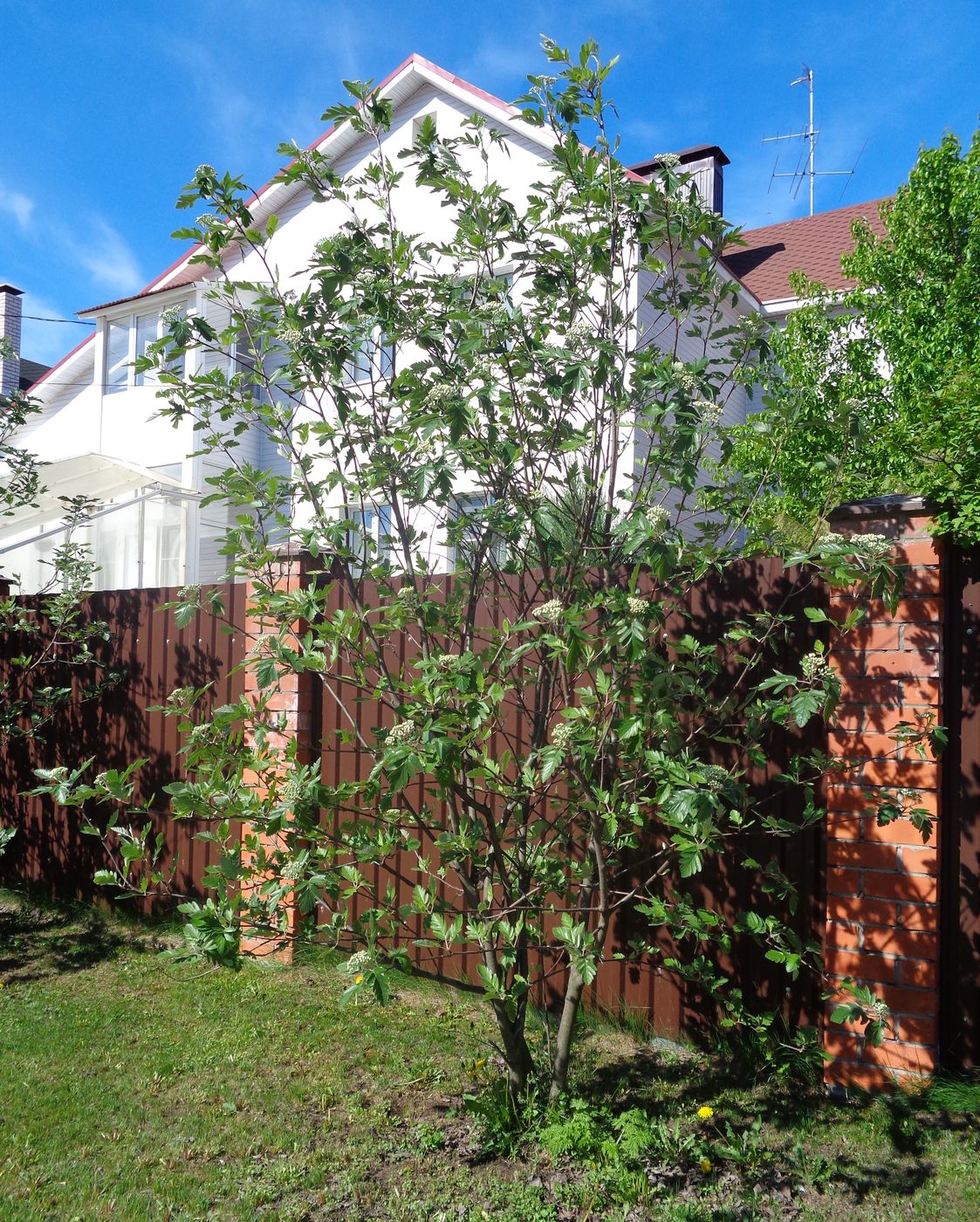 Image of Sorbus hybrida specimen.