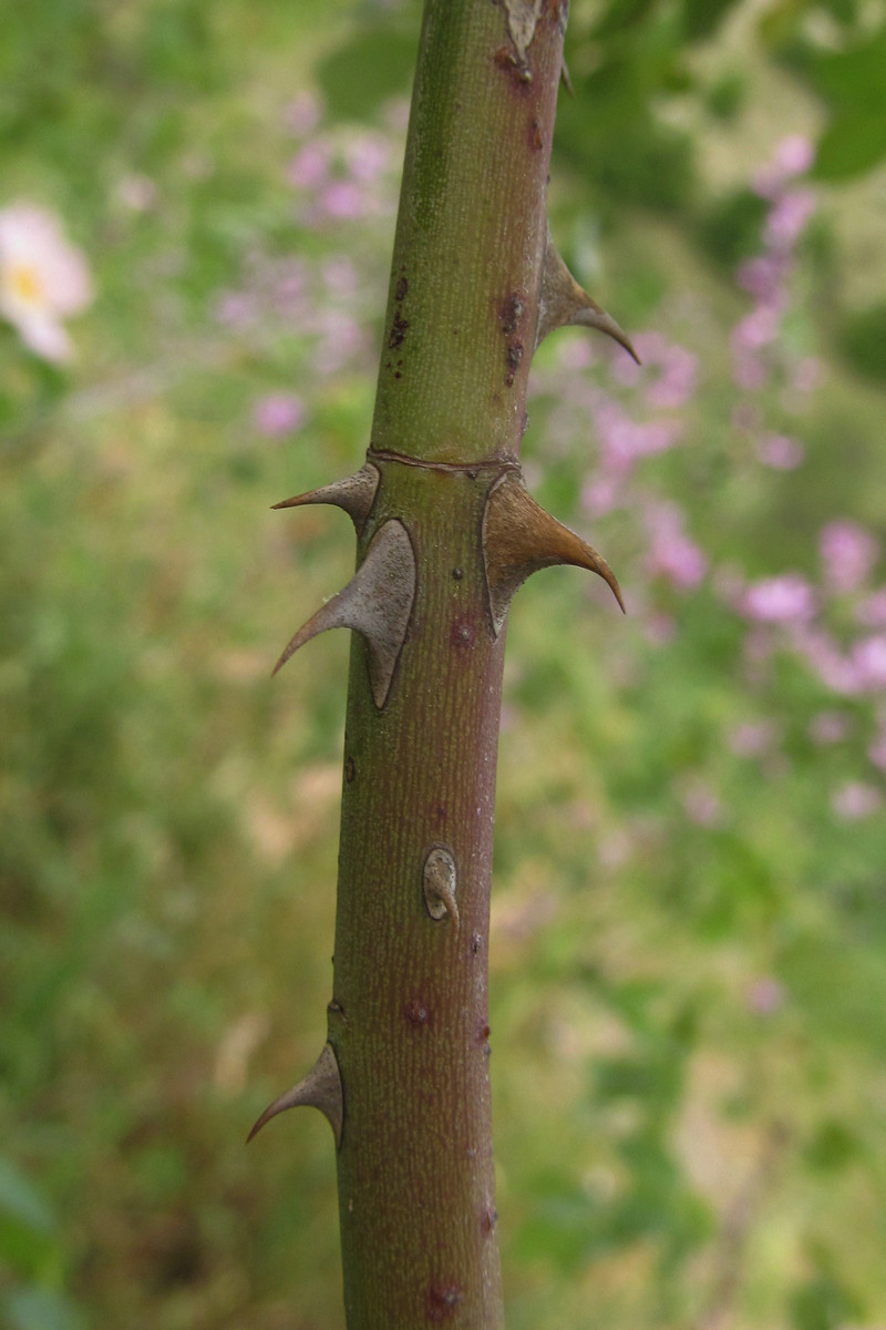 Image of Rosa corymbifera specimen.