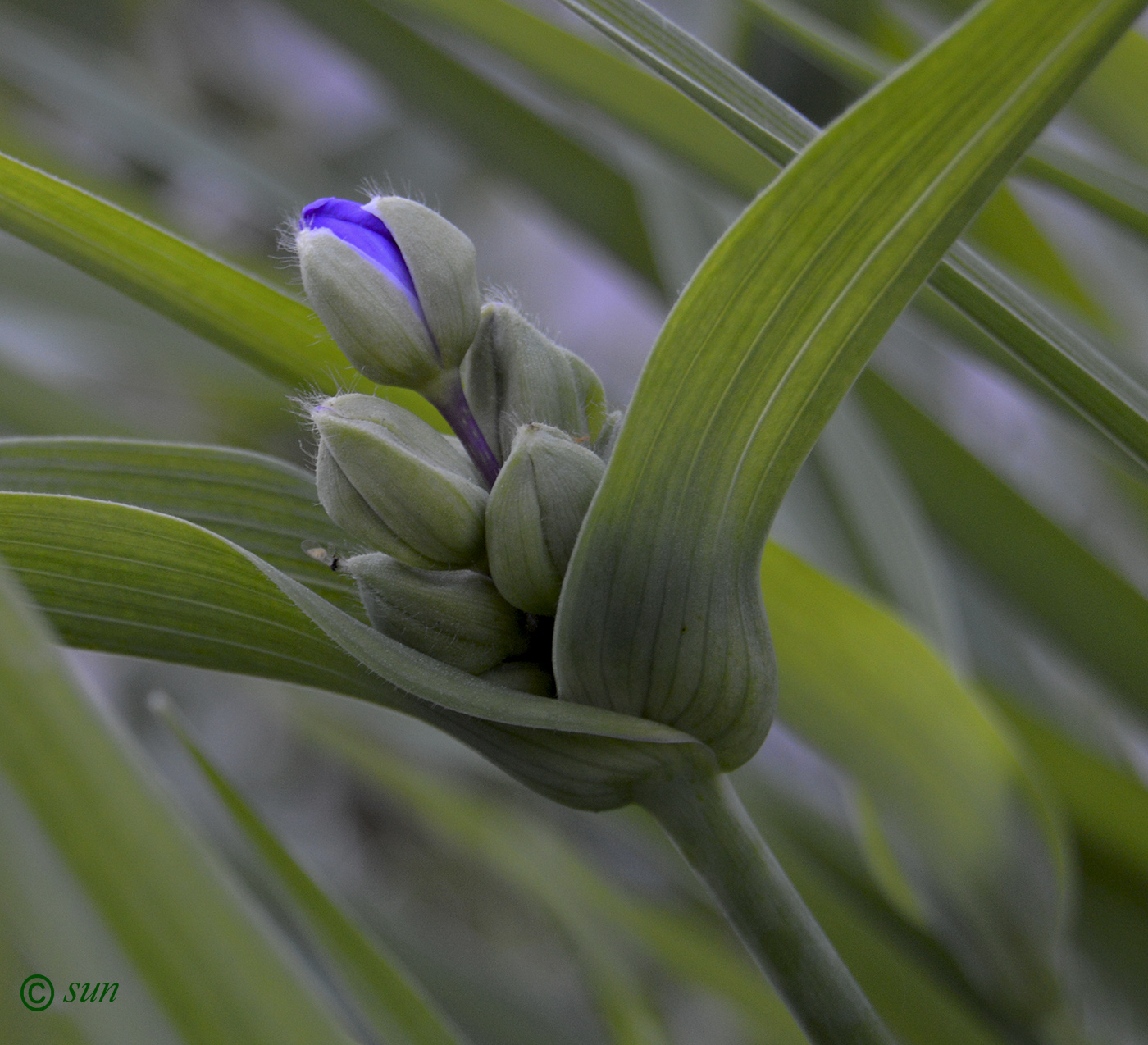 Изображение особи Tradescantia virginiana.