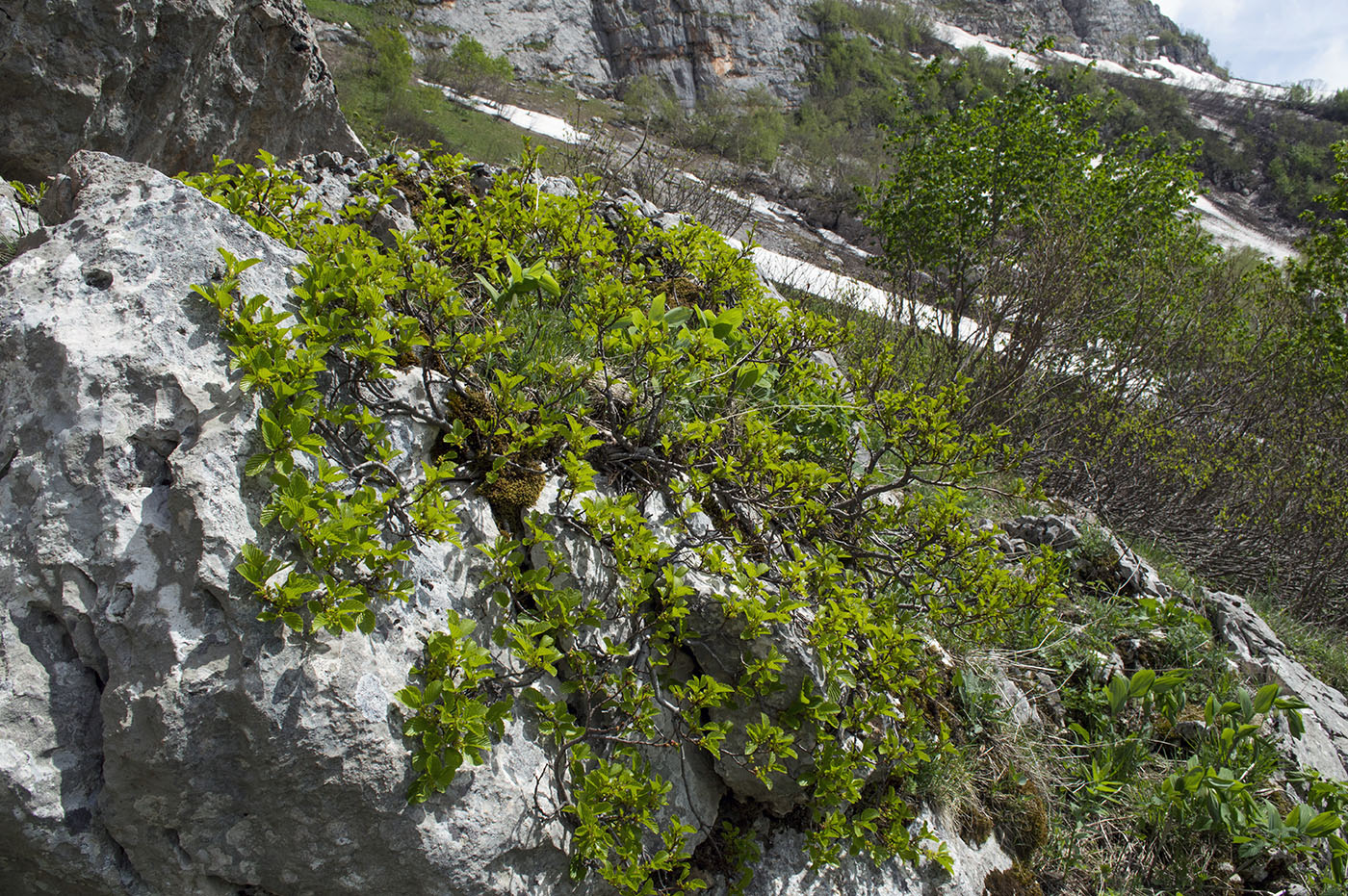 Image of Rhamnus microcarpa specimen.