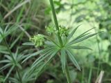 Asperula molluginoides. Часть растения с бутонами. Дагестан, Левашинский р-н, окр. с. Леваши, ок. 1600 м н.у.м., в тени берёз на склоне. 09.06.2019.