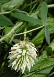 Trifolium trichocephalum. Соцветие и часть побега с прилистниками. Республика Алтай, Шебалинский р-н, с. Камлак, в культуре. 01.07.2010.