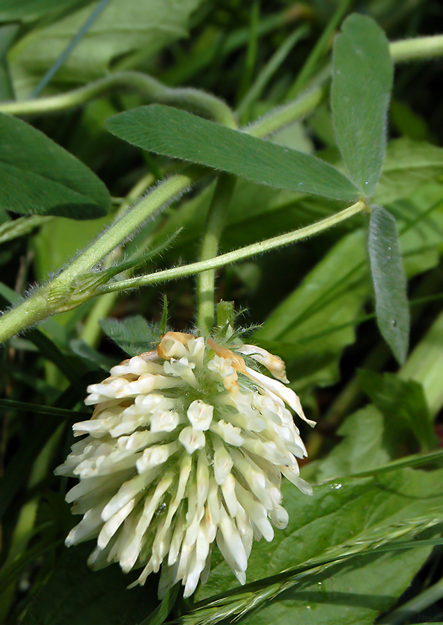 Изображение особи Trifolium trichocephalum.