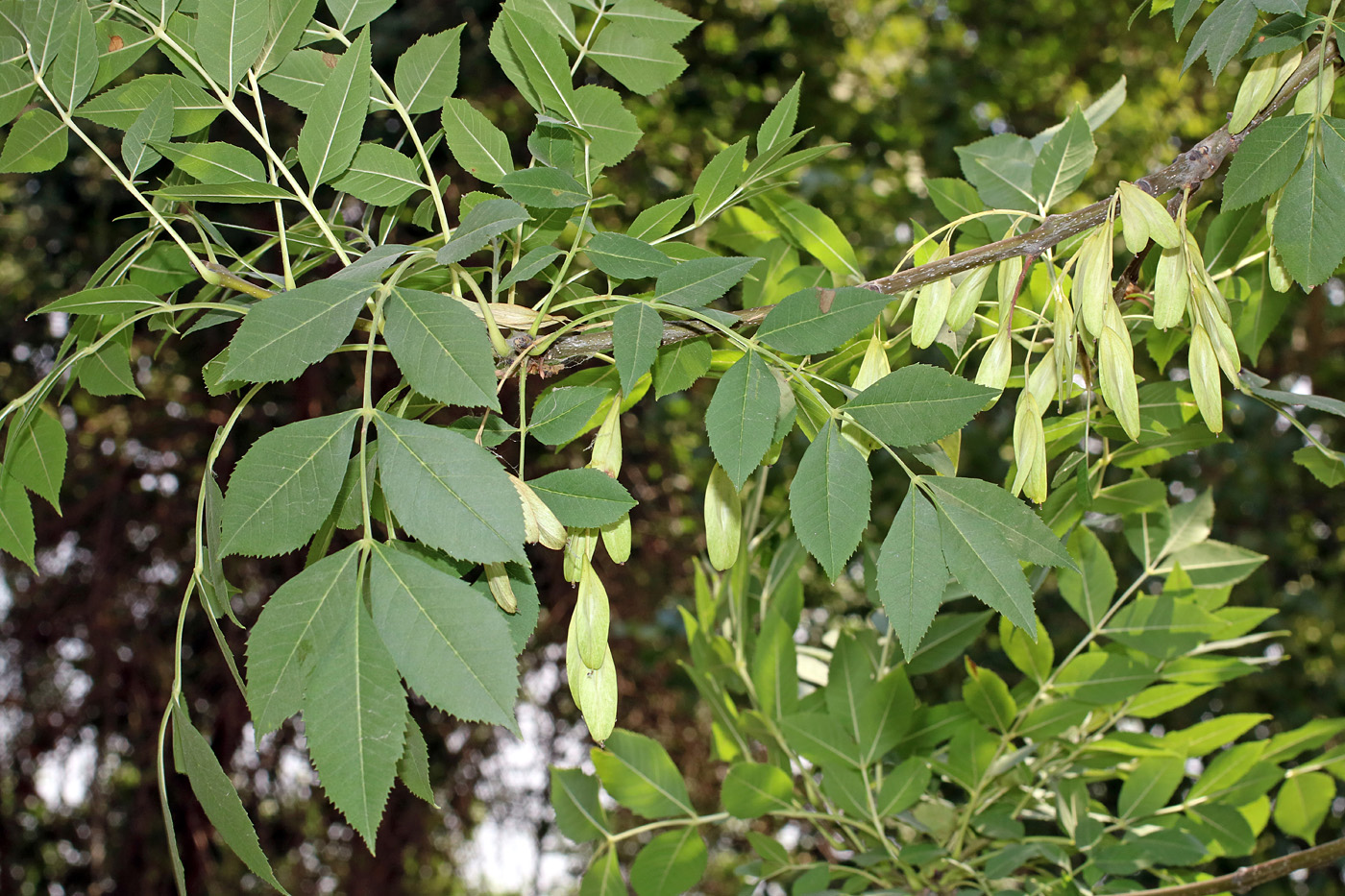 Image of Fraxinus excelsior specimen.