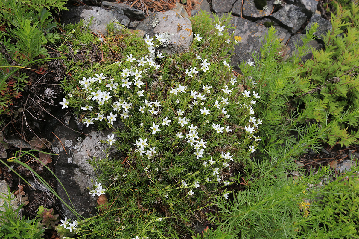 Image of Minuartia laricina specimen.