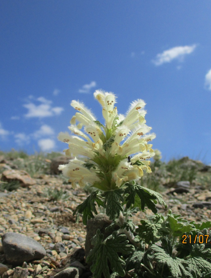 Image of Panzerina canescens specimen.