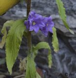 Campanula medium