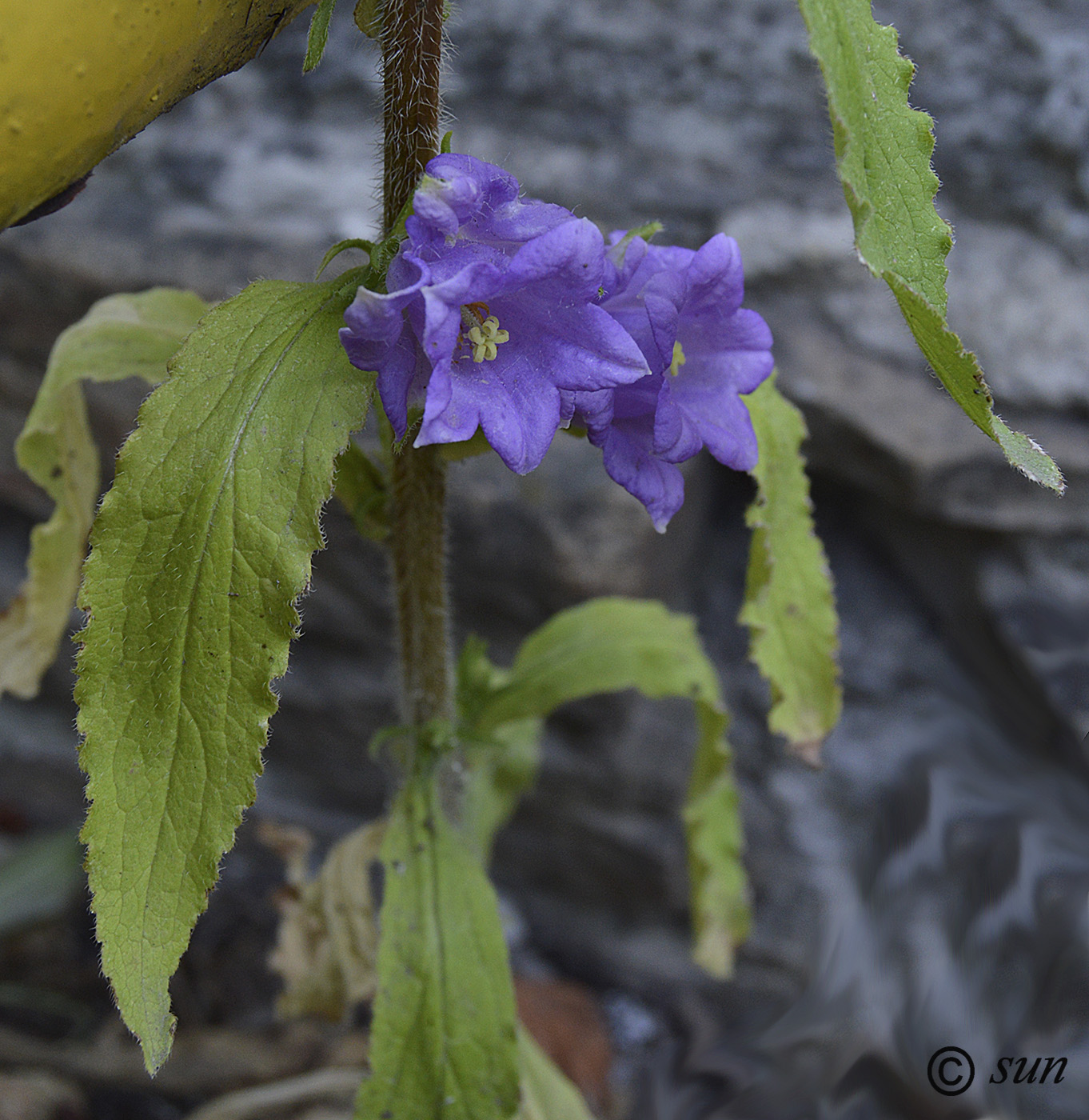 Image of Campanula medium specimen.